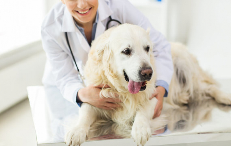 Oncologia para Cachorro Clínica Guará - Oncologia em Cães