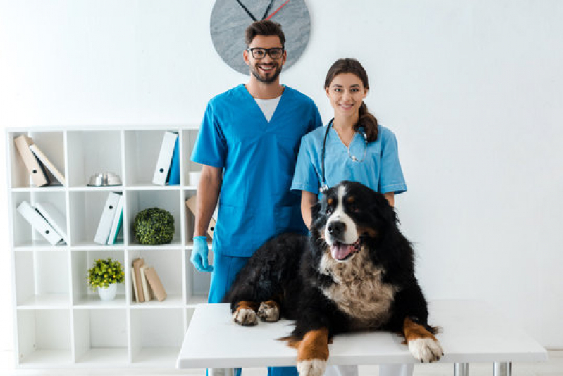 Oncologia para Cachorro de Pequeno Porte Ipanema - Oncologia para Cachorro Ribeirão Preto