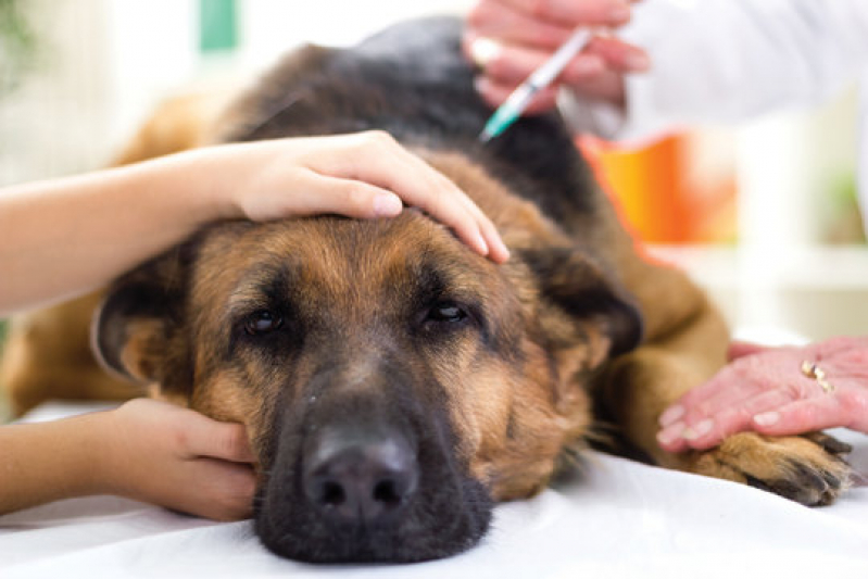 Oncologia para Cachorros Santa Adélia - Oncologia de Animais