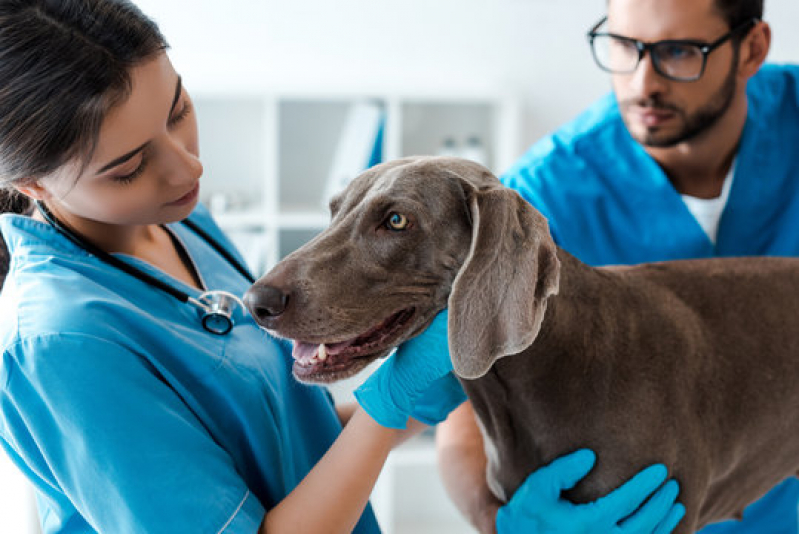 Oncologia para Cães Agendar Pouso Alegre - Oncologia de Animais
