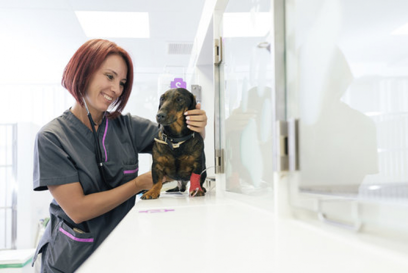 Onde Agendar Gastroenterologia para Animais de Estimação Sales Oliveira - Gastroenterologia para Cachorros