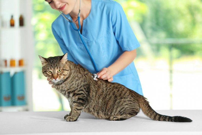 Onde Agendar Gastroenterologia para Felinos Jaboticabal - Gastroenterologia para Pet