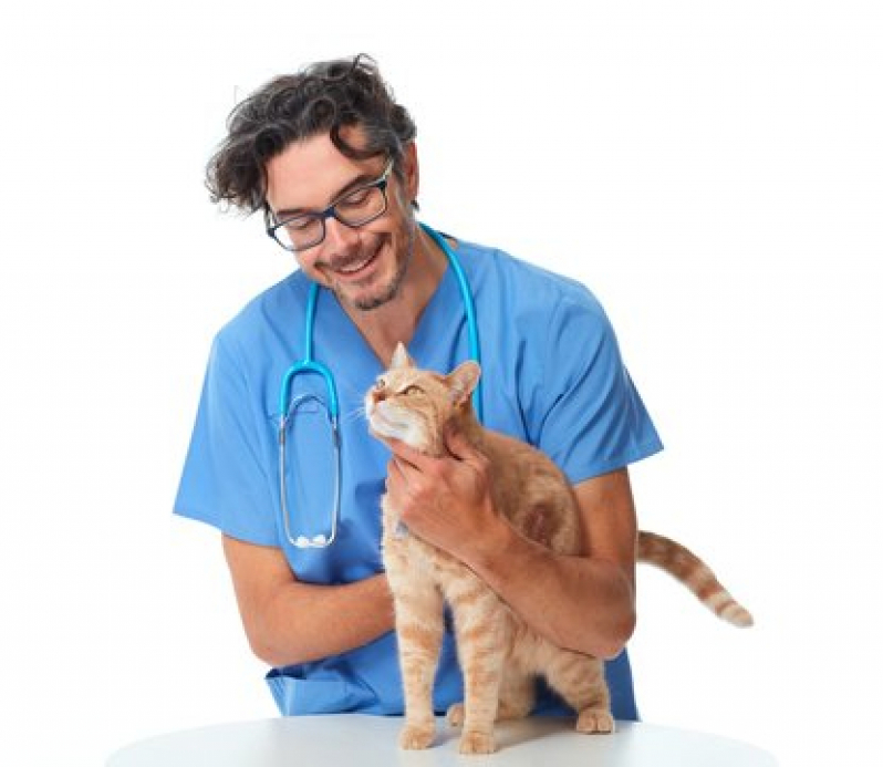 Onde Agendar Gastroenterologia para Gatos Ariranha - Gastroenterologia para Animais de Estimação