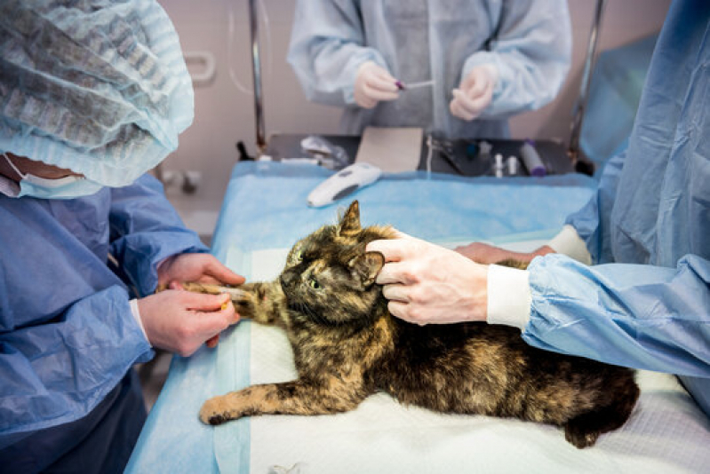 Onde Fazer Cirurgia Animal Três Lagoas - Cirurgia para Gatos