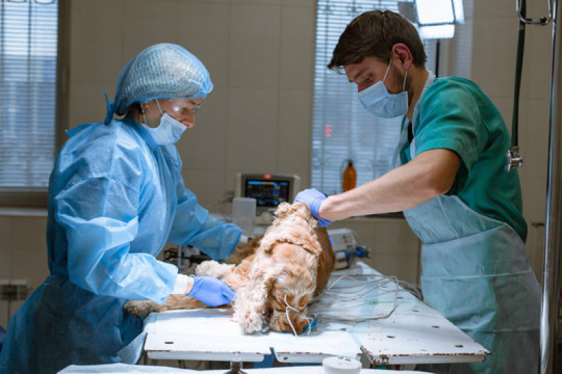 Onde Fazer Cirurgia Ortopédica em Cachorro Joboticabal - Cirurgia em Animais São Paulo