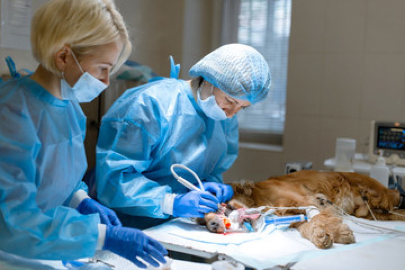 Onde Fazer Cirurgia Ortopédica Veterinária Guatapará - Cirurgia Animal