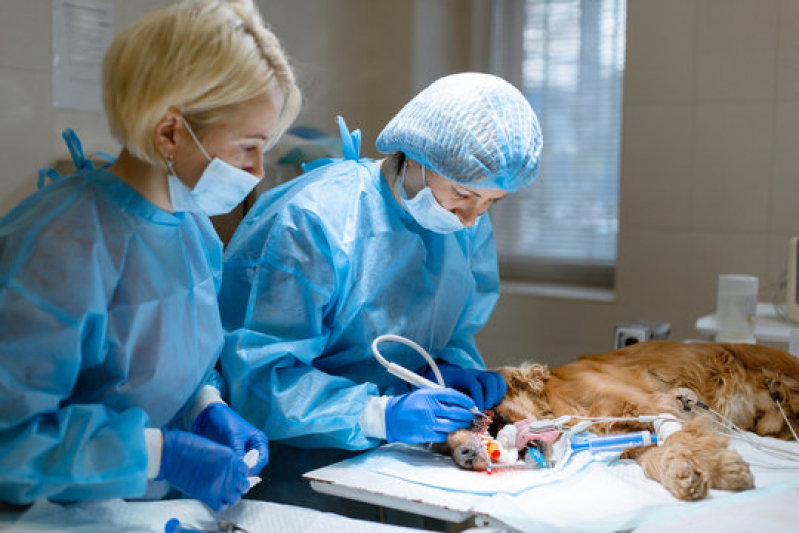 Onde Fazer Cirurgia para Animais de Médio Porte Brodowski - Cirurgia Animal