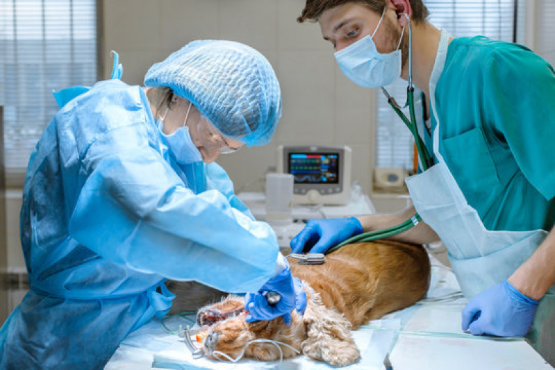 Onde Fazer Cirurgia para Cachorros de Pequeno Porte São Simão - Cirurgia em Animais Ribeirão Preto