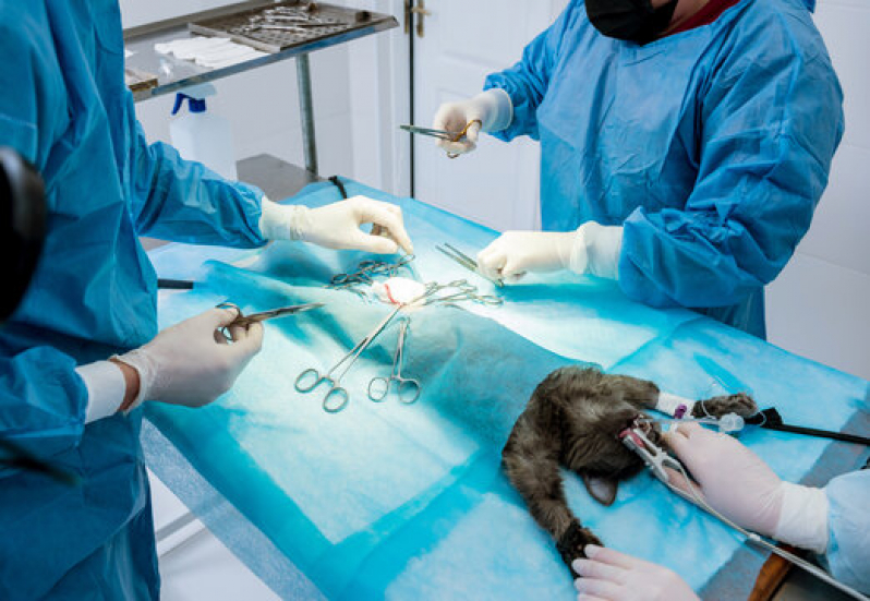 Onde Fazer Cirurgia para Gatos Jardim São Luiz - Cirurgia para Cachorros de Pequeno Porte