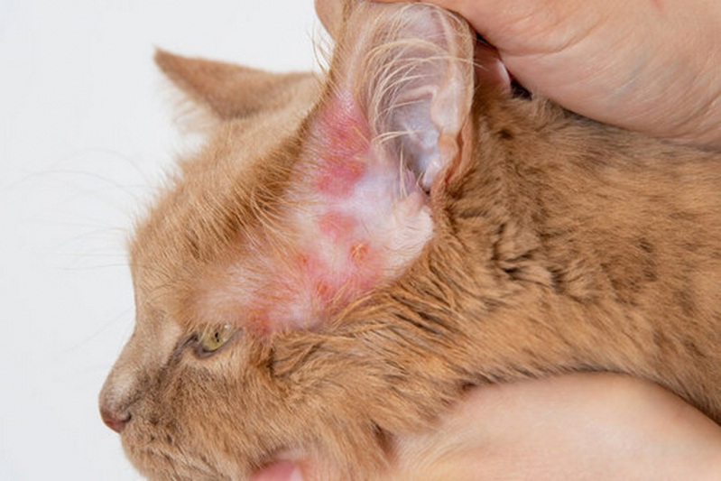 Onde Fazer Dermatite Atópica em Cães Tratamento Ipanema - Tratamento de Dermatite de Gato