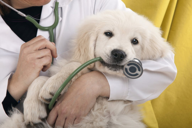 Onde Fazer Dermatologia em Cães Cajuru - Dermatologista para Cachorro
