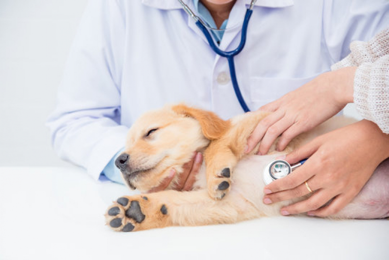Onde Fazer Dermatologia para Animais de Pequeno Porte Sertãozinho - Dermatologia Animal