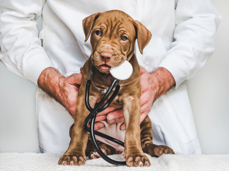 Onde Fazer Dermatologia para Cachorro de Pequeno Porte Viradouro - Dermatologista Pet