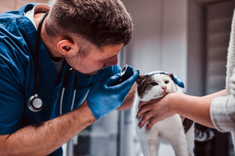 Onde Fazer Dermatologista para Animais de Médio Porte Rincão - Dermatologia Animal