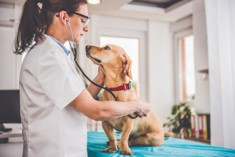 Onde Fazer Dermatologista para Cachorro Santa Cruz - Dermatologia para Animais de Pequeno Porte
