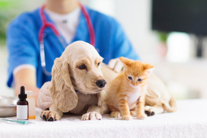 Onde Fazer Dermatologista para Cães Pouso Alegre - Dermatologia para Cachorro de Pequeno Porte