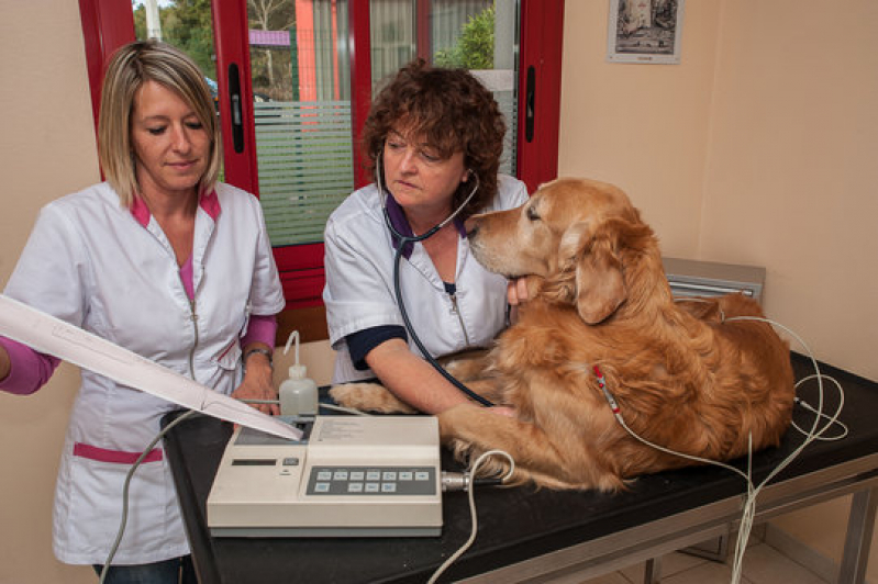 Onde Fazer Eletrocardiograma em Animais Domésticos Cássia dos Coqueiros - Eletrocardiograma para Cachorro