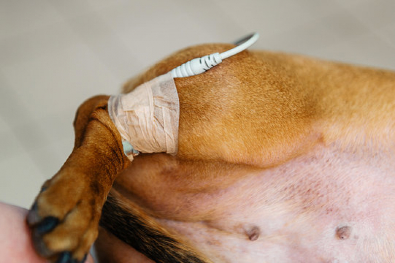 Onde Fazer Eletrocardiograma em Cães Leblon - Eletrocardiograma Animal