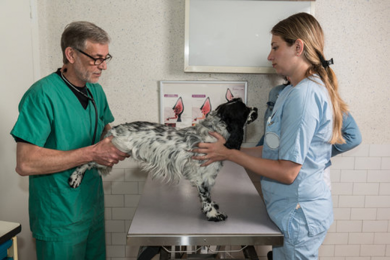 Onde Fazer Eletrocardiograma em Gatos Varginha - Eletrocardiograma em Cães