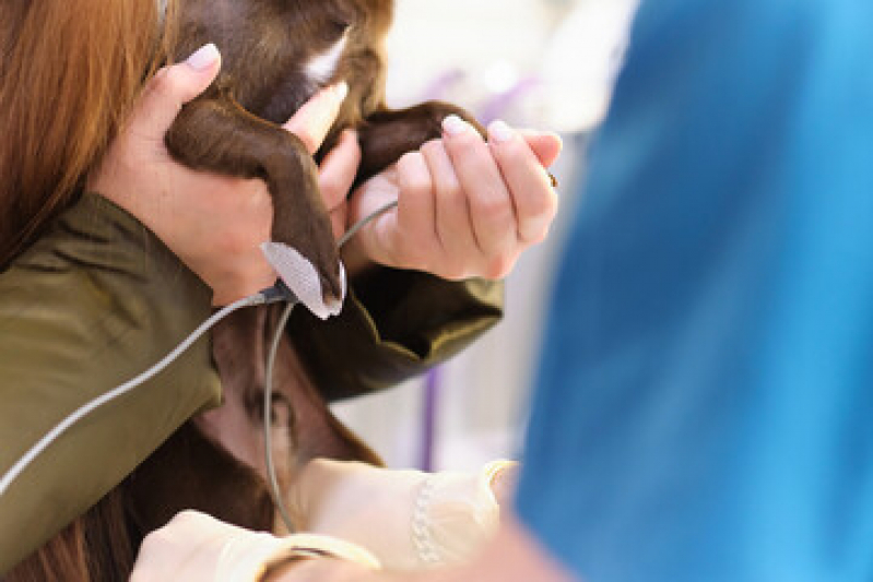 Onde Fazer Eletrocardiograma para Cachorro Cajuru - Eletrocardiograma em Cães e Gatos