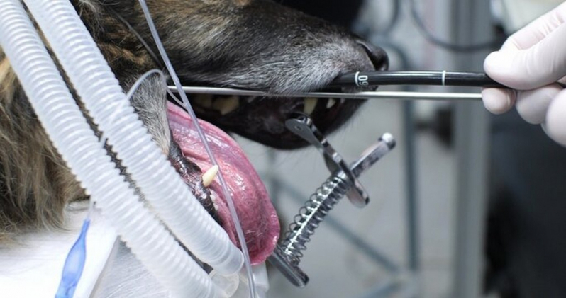 Onde Fazer Endoscopia Cachorro Tambaú - Endoscopia para Animais