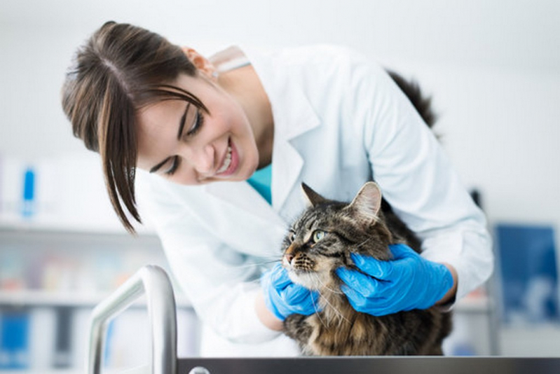 Onde Fazer Endoscopia para Cachorros Pontal - Endoscopia para Gatos