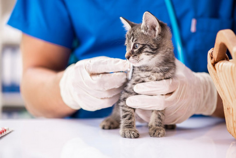Onde Fazer Endoscopia para Gatos Taquaral - Endoscopia Felina
