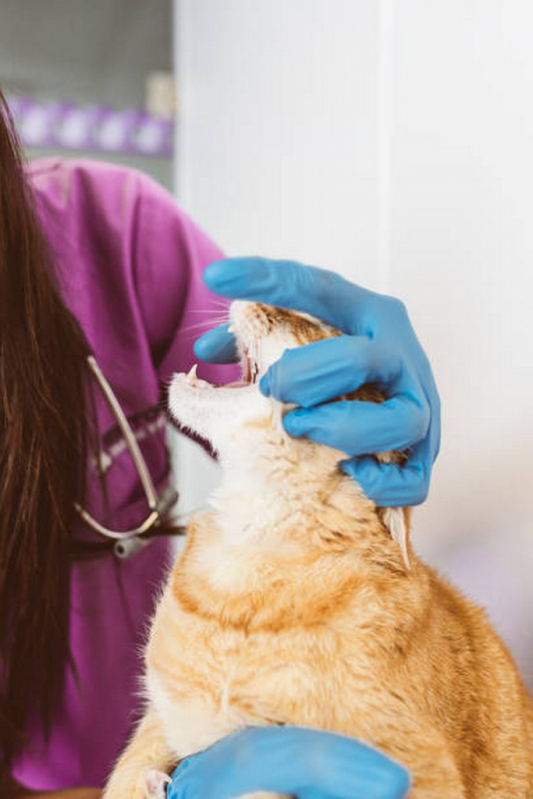 Onde Fazer Endoscopia para Pets Brodowski - Endoscopia para Gatos
