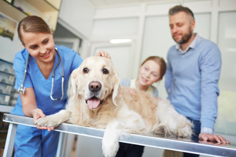 Onde Fazer Internação para Cães Matão - Internação Veterinária 24 Horas
