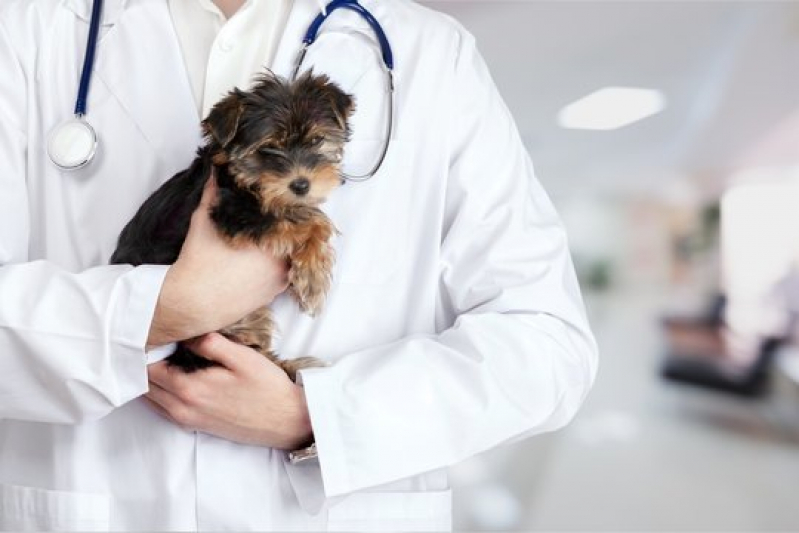Onde Fazer Oncologia para Animais de Pequeno Porte São Simão - Oncologia para Cachorro São Paulo