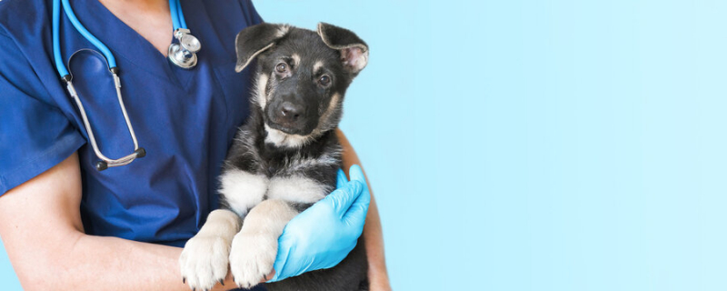 Onde Fazer Oncologia para Cachorro de Pequeno Porte Dumont - Oncologia Animal