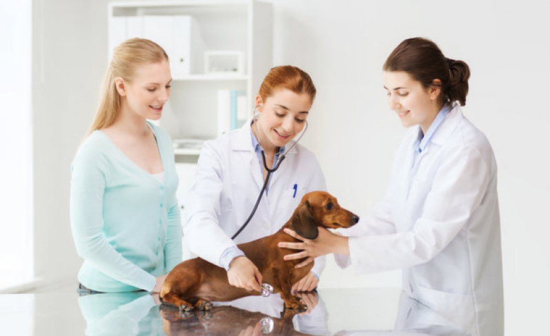 Onde Fazer Oncologia para Cachorros Pontal - Oncologia Animal