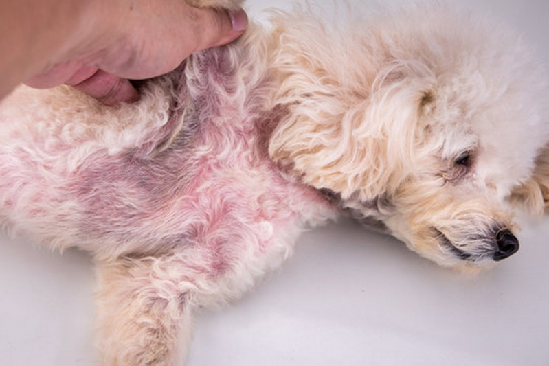 Onde Fazer Tratamento da Dermatite em Animais Araxá - Tratamento da Dermatite para Cães