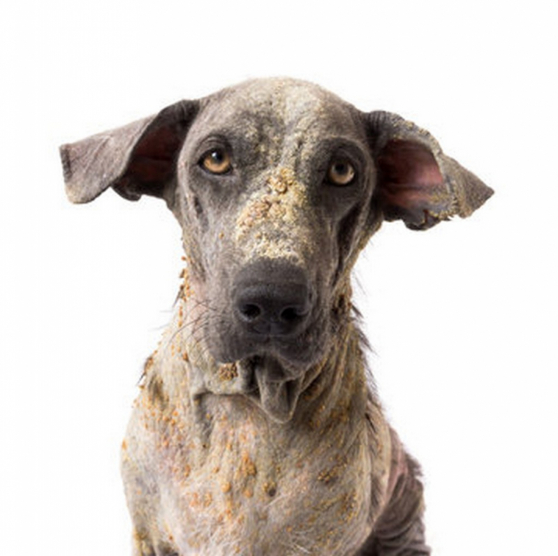 Onde Fazer Tratamento da Dermatite em Cães Jardim Alvorada - Tratamento de Dermatite em Gatos