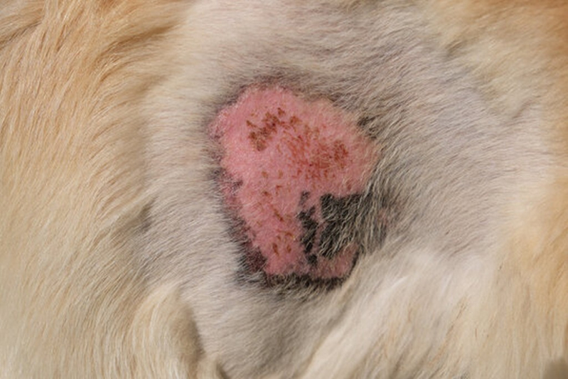Onde Fazer Tratamento Dermatite Atópica Cães Itubiara - Tratamento da Dermatite em Cães São Paulo