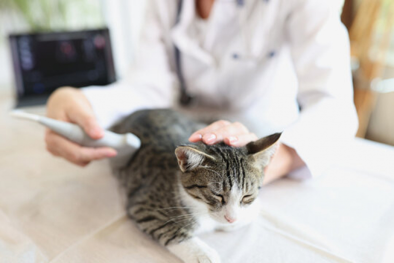 Onde Fazer Ultrassom Gato Severinia - Ultrassom para Pets