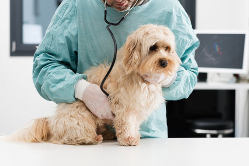 Onde Fazer Ultrassom para Pets Patos de Minas - Ultrassonografia Canina