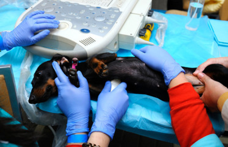 Onde Fazer Ultrassom Veterinário Sumaré - Ultrassom para Animais