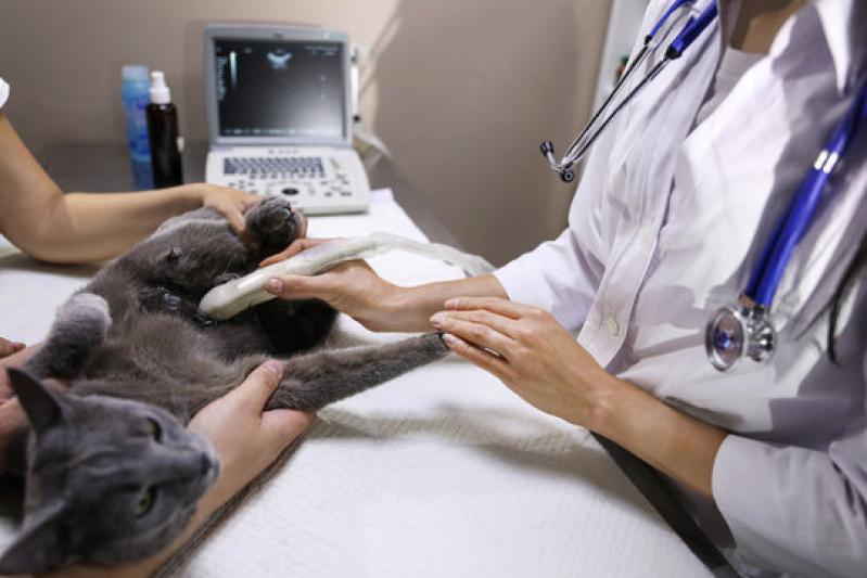 Onde Fazer Ultrassonografia Canina Santa Cruz da Esperança - Ultrassom para Gatos