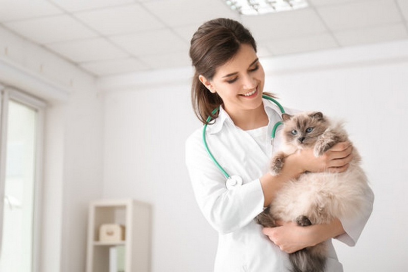 Onde Marcar Endoscopia Canina Guariba - Endoscopia para Cães