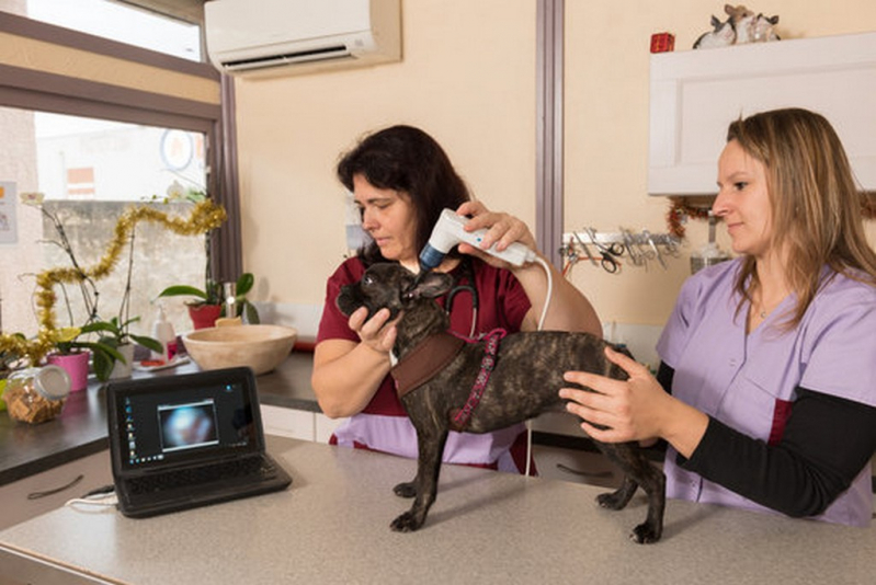 Onde Marcar Endoscopia para Animais de Estimação Mococa - Endoscopia para Pets