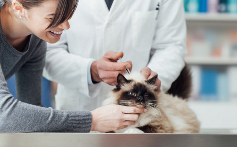 Onde Marcar Endoscopia para Cães Patrocínio - Endoscopia para Gatos