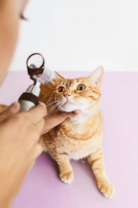 Onde Marcar Endoscopia para Pets São Simão - Endoscopia para Gatos