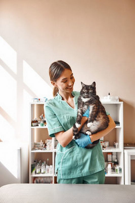 Onde Marcar Endoscopia Pets Vila Albertina - Endoscopia para Gatos