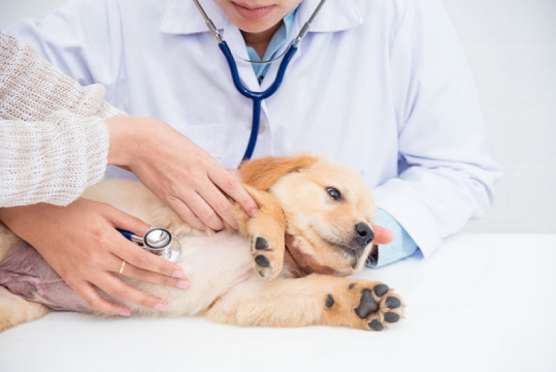 Onde Marcar Internação para Cães e Gatos Batatais - Internação Veterinária 24 Horas