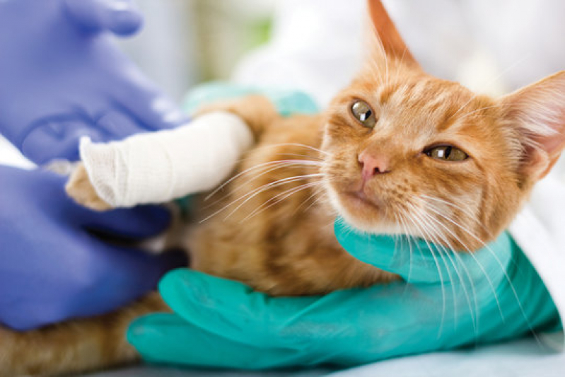 Onde Marcar Internação Veterinária 24 Horas Barretos - Internação para Gatos