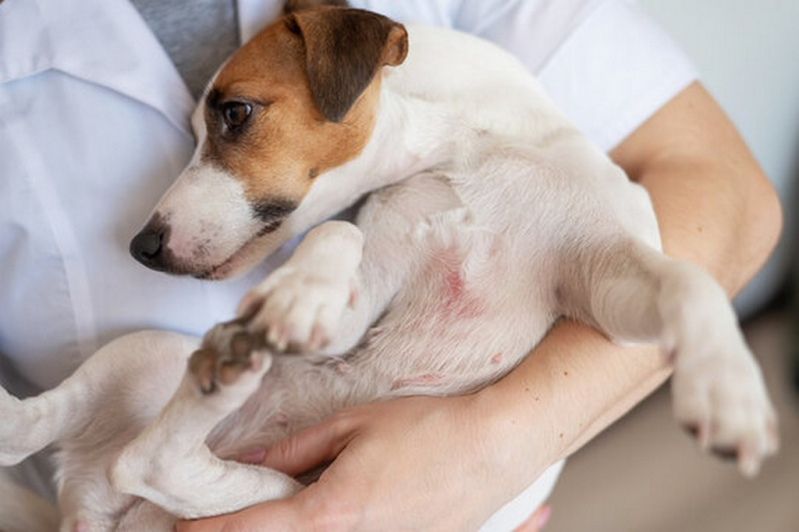 Onde Tem Dermatite Atópica Cães Tratamento Pradópolis - Tratamento da Dermatite em Animais