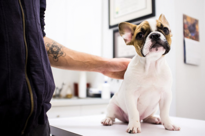 Onde Tem Dermatologista de Animais Dumont - Dermatologia para Cachorro de Pequeno Porte