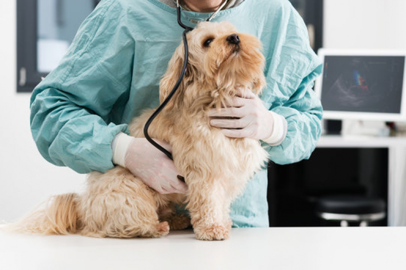 Onde Tem Dermatologista de Cachorro Monte Alto - Dermatologia em Cães
