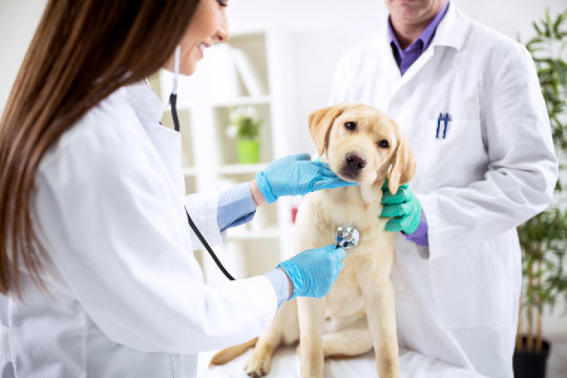Onde Tem Dermatologista para Cães de Grande Porte São Simão - Dermatologista para Cachorro